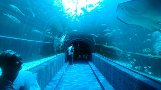 The Aquarium