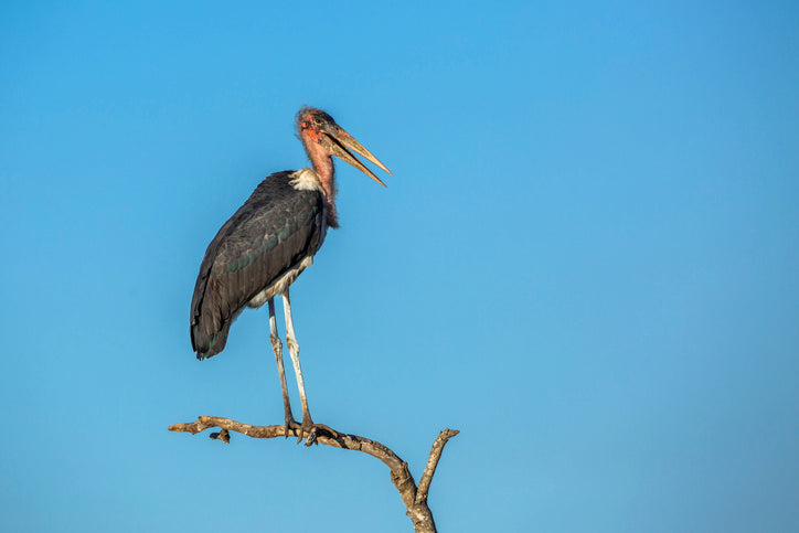 Marabou Stork