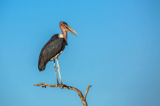 Marabou Stork