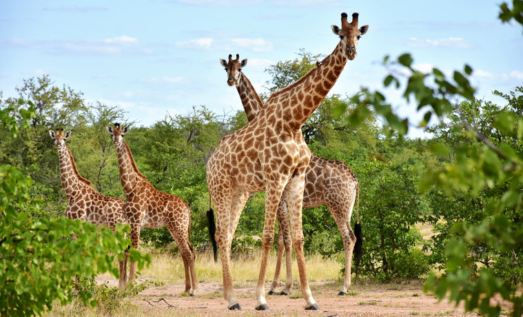 The Giraffe