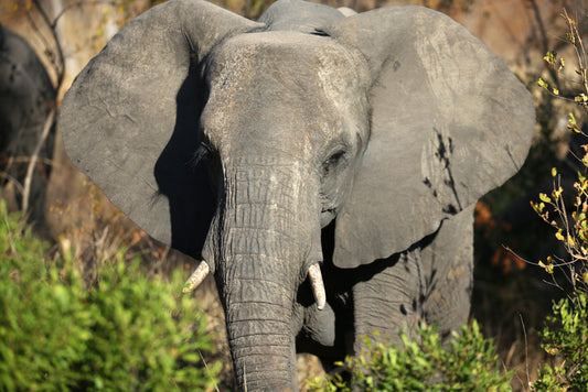 The Elephant