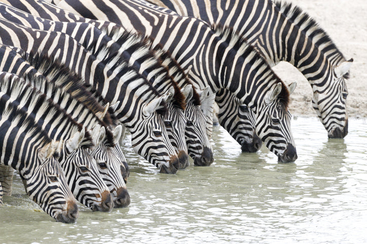 The Zebra