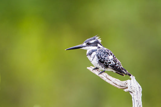 Pied Kingfisher