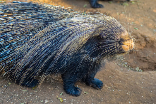 The Porcupine
