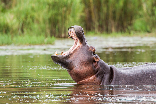 Hippo