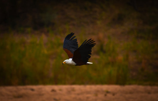 The Fish Eagle