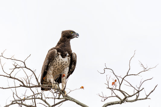 Martial Eagle