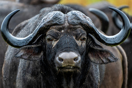 The Buffalo