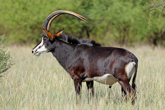 The Sable Antelope