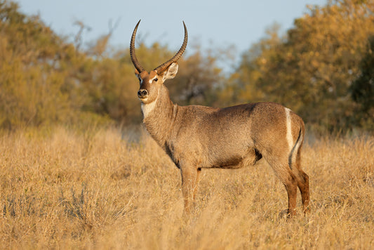 The Waterbuck