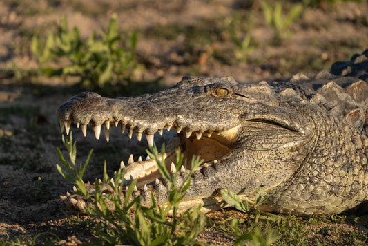 Crocodile
