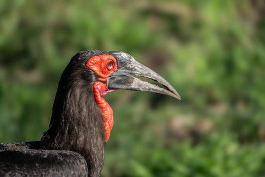Ground Hornbill