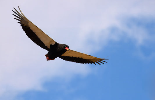 Bataleur Eagle