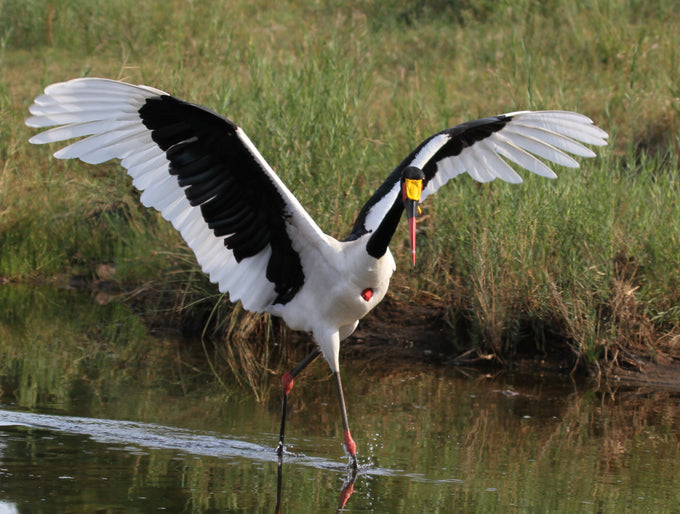 Saddle-Billed Stork