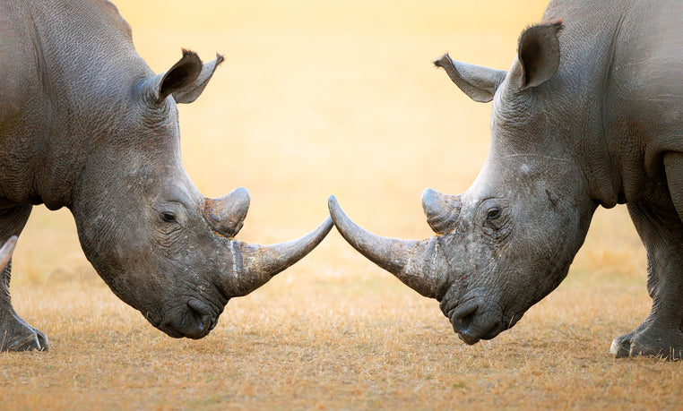 Rhino