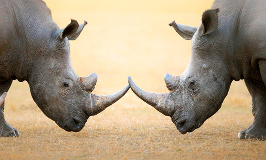 Rhino