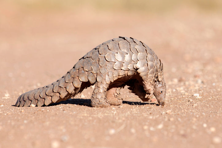 Pangolin