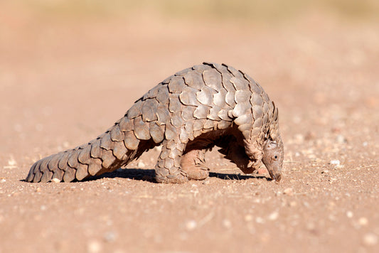 Pangolin