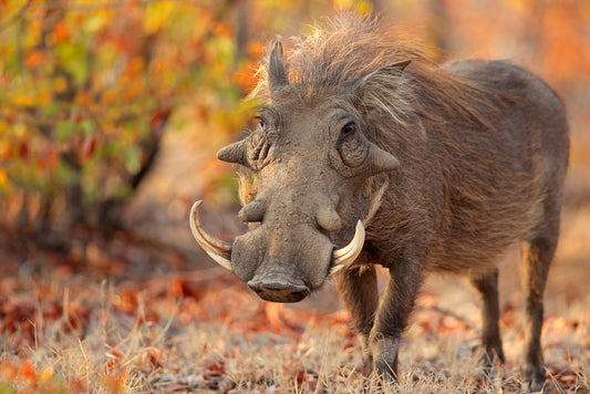 The Warthog