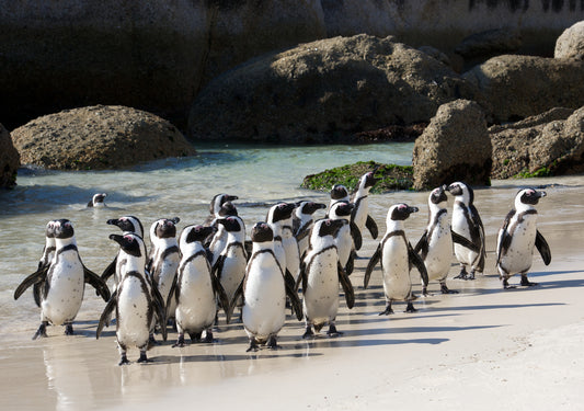 Boulders Beach