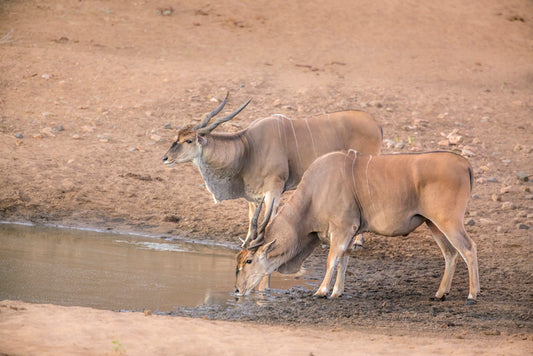 The Eland