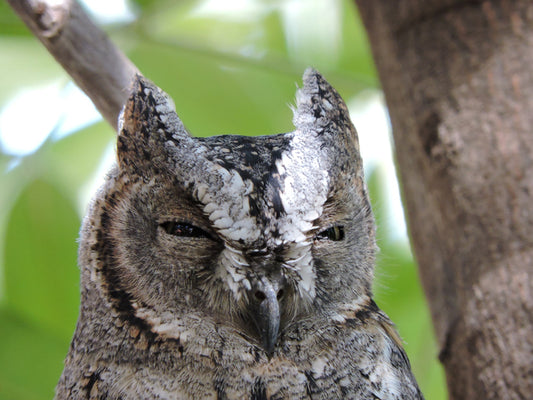 Scops Owl