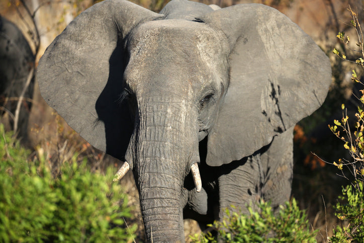 The Elephant