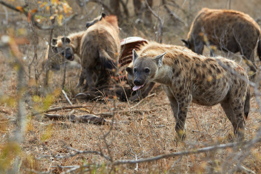 The Hyena