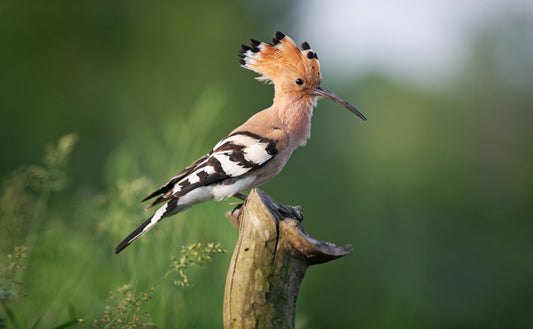 The Hoopoe