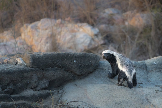 Honey Badger