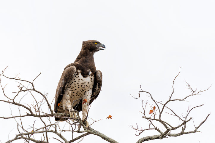 Martial Eagle