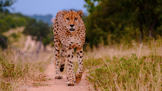 Cheetah