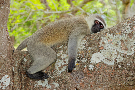 Vervet Monkey