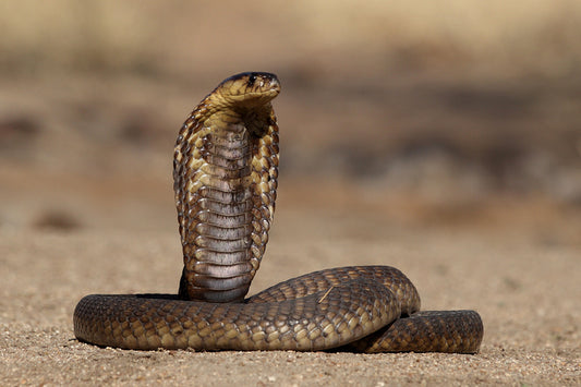 Snouted Cobra