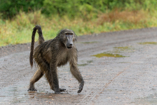 The Baboon