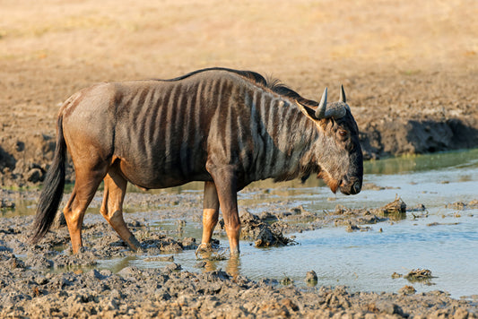 Wildebeest