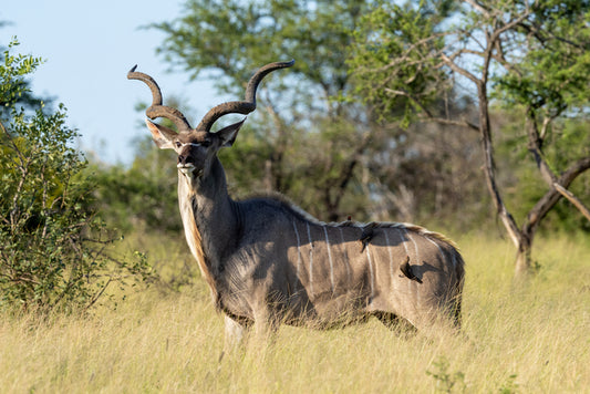The Kudu