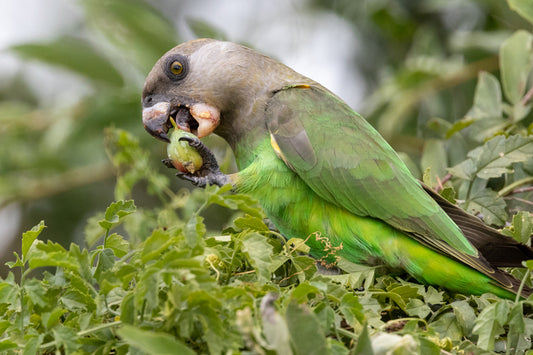 Brown Headed Parrot