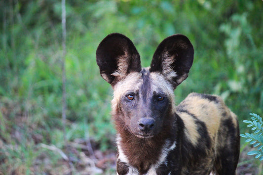 The Wild Dog