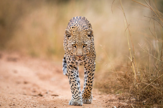 The Leopard