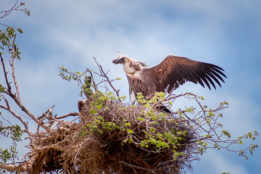 Cape Vulture